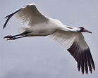 About the Film | Journey of the Whooping Crane
