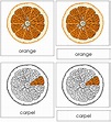 Parts of an Orange Nomenclature 3-Part Cards | Teaching Resources