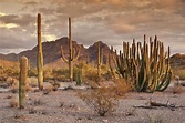 Wüste von Mexiko- Wüste von Mexiko - https://a48.makeeasythings.com ...