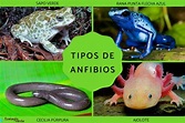 Tipos de anfibios, sus características y ejemplos - Resumen