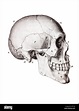Homo sapiens sapiens skull hi-res stock photography and images - Alamy