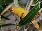 Las excursiones de Murillo "murillonature": Saltamontes verde ...