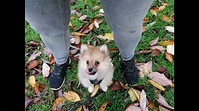 Griffin the Pomeranian Puppy - 4 Weeks Residential Dog Training - YouTube