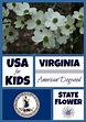 Virginia State Flower - Flowering Dogwood by USA Facts for Kids