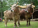 A Yoke of Oxen Photograph by Jester Rawls