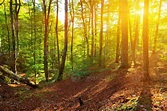 summer forest in a rays of morning sun 1319930 Stock Photo at Vecteezy