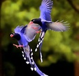 aves hermosas del mundo volando Rufous-tailed hummingbird