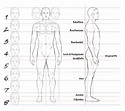 Menschlichen Körper zeichnen: Anleitung für ideale Proportionen