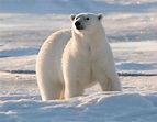 Polar Bear | Animal Planet's The Most Extreme Wiki | Fandom