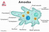 Amoeba: Cell, Diagram, Classification, Nutrition,