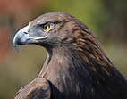 Golden Eagle | Audubon California
