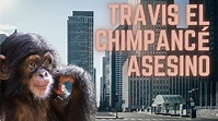 Travis el chimpancé asesino - YouTube