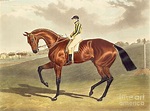 Bay Middleton Winner Of The Derby In 1836 Painting by John Frederick ...