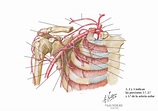 ️ Explorando La Arteria Axilar: Desafiando La Anatomía De Netter ⚡ ...