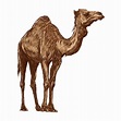 Camel sketch realista aislado camello dibujo vector dibujado a mano ...