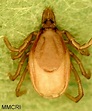Ixodes angustus - Cooperative Extension: Tick Lab - University of Maine ...