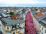 Los flores de cerezo en la calle Breite en Bonn (2)
