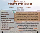 What Causes Valley Fever In Dogs
