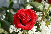 Blood Red Rose ! - Roses Photo (11479252) - Fanpop