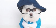 Conozca a Toby, el perro hipster | Publimetro Colombia