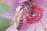 花展小蜜蜂布滿寄生蟲 - 東方日報