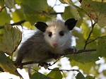 Opossum Facts – The Misunderstood And Helpful Opossum