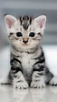 Cute Cat Wallpaper - NawPic