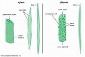 Angiosperm - Vascular Tissue, Flower, Pollination | Britannica