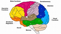 Brodmann Areas Of The Brain: Anatomy And Functions