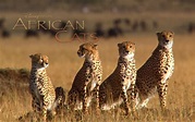 African Cats Kingdom of Courage wallpapers - 1680x1050