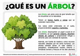 Qué es un Árbol | Definición de Árbol