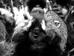dietrich gorilla - YouTube