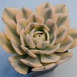 Rare Succulent-Echeveria variegated Runyonii 'Akaihosi' Outdoor ...