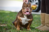 THE FLASHY TRI COLOR AMERICAN BULLY PUPPIES OF VENOMLINE | by BULLY ...