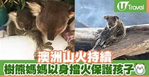 澳洲山火持續 樹熊媽媽以身擋火保護孩子獲救 | U Travel 旅遊資訊網站