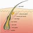 webhair.org | Hair shaft, Hair science, Roots hair