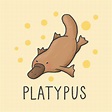 Premium Vector | Cute platypus cartoon hand drawn style