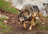 Animals of the world: Iberian wolf