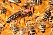 8 Interesting Facts About the Queen Bee - Complete Beehives
