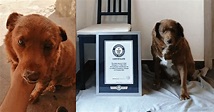 Meet 30-year-old Bobi, the oldest living dog according to Guinness ...