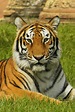 File:India tiger.jpg - Wikipedia