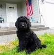 Black F1b Goldendoodle from Dreamydoodles.com out in the front yard ...