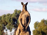 45 Interesting facts about kangaroos - The Australian Mammal - Factins