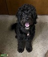 Black Mini Goldendoodle - Stud Dog in Texas, United States | Breed Your Dog