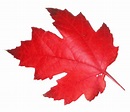 Download red Leaf PNG Image for Free