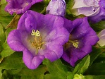 Glockenblumen Foto & Bild | natur, pflanzen, blüten Bilder auf ...