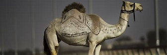 Leo Burnett Middle East: Why Oklah, the camel, didn’t race in Dubai ...