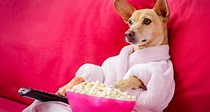 7 películas con perros protagonistas que tienes que ver | Fanáticos de ...