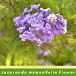 Characteristics of Jacaranda Tree (Jacaranda mimosifolia) in the Wild ...