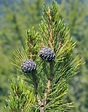 Zirbel-Kiefer Pinus cembra Beschreibung Steckbrief Systematik